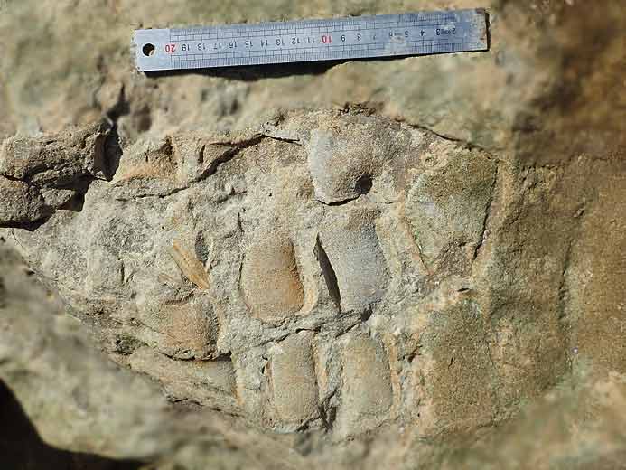 Palette natatoire Sauroptrygien fossile jurassique Boulonnais